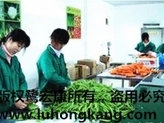 廈門專業(yè)的鷺宏康果蔬提供商 打造高效可靠的蔬菜配送代理服務(wù)